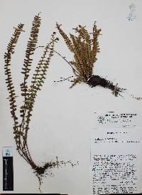 Asplenium monanthes image
