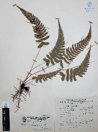 Blechnum glandulosum image
