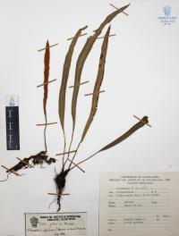 Pleopeltis polylepis image
