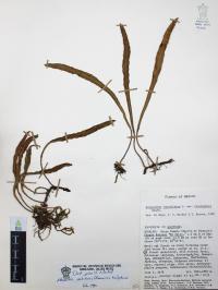 Pleopeltis polylepis image