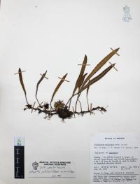 Pleopeltis polylepis image