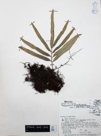 Polypodium fraternum image