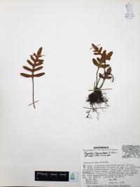 Pleopeltis thyssanolepis image