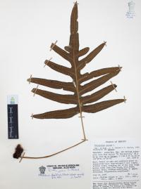 Phlebodium areolatum image