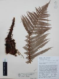 Polystichum distans image