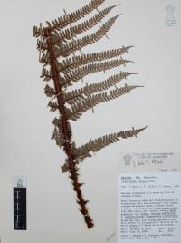 Polystichum distans image