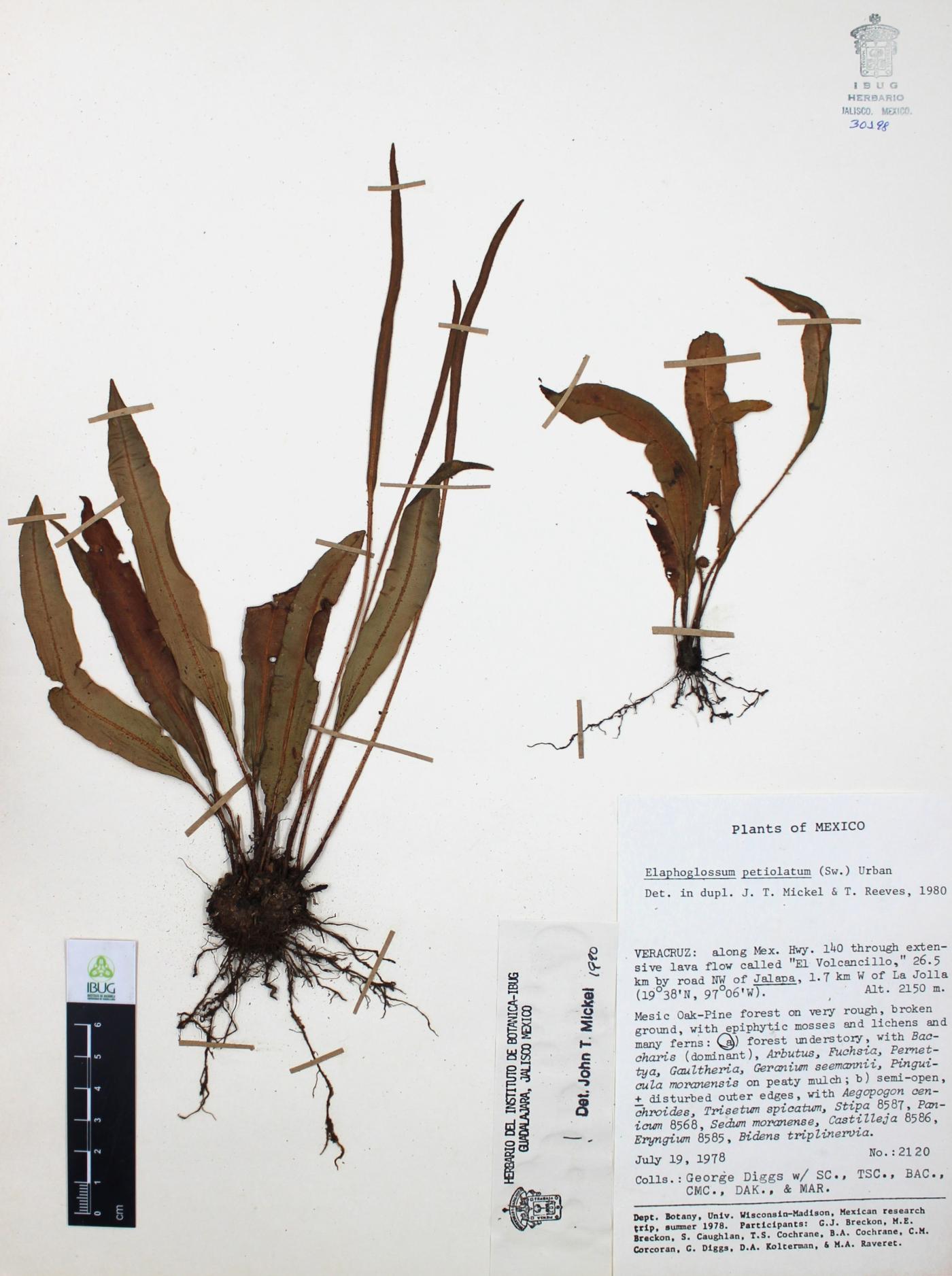 Elaphoglossum petiolatum image