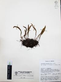 Pleopeltis polylepis image