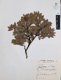 Arctostaphylos pungens image