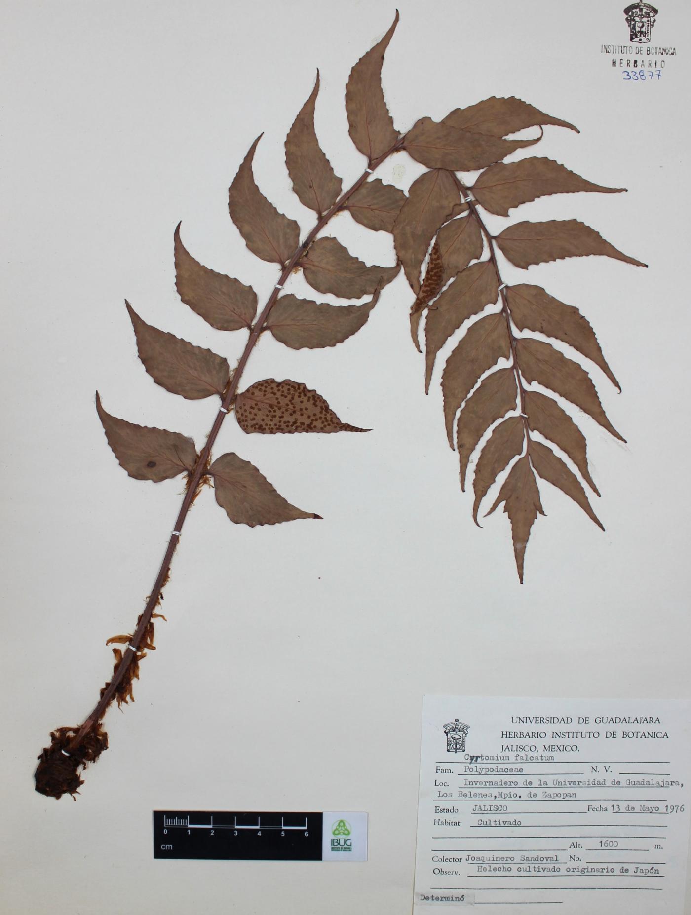 Cyrtomium falcatum image
