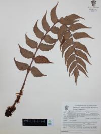 Cyrtomium falcatum image