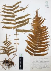 Polypodium subpetiolatum image
