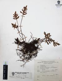 Pleopeltis thyssanolepis image