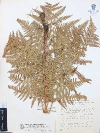 Pteridium feei image