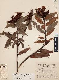 Comarostaphylis discolor image