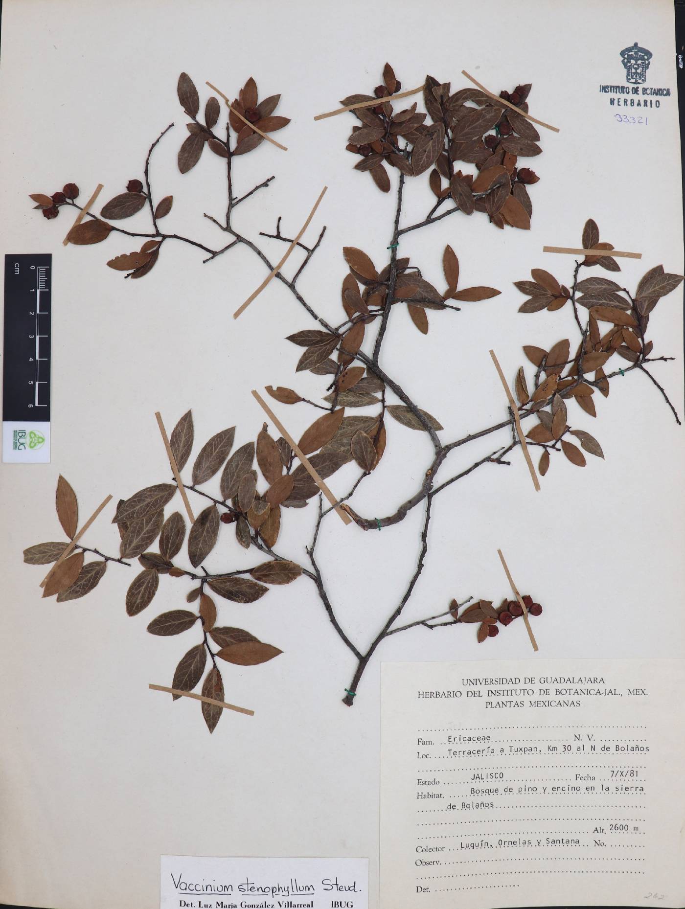 Vaccinium stenophyllum image