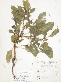 Physalis angulata image