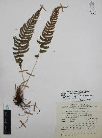 Blechnum glandulosum image