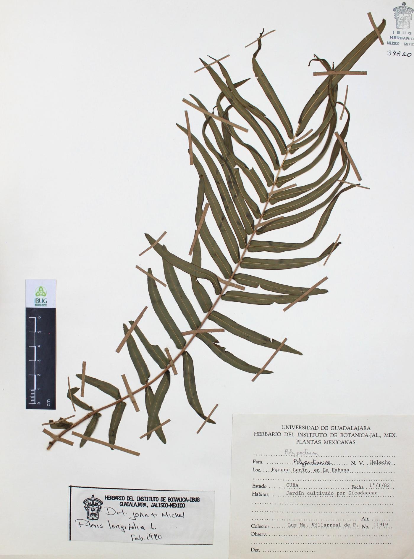 Pteris longifolia image