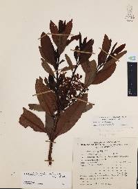 Comarostaphylis discolor image