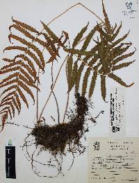Thelypteris puberula image