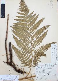 Pteridium aquilinum var. feei image