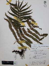 Thelypteris puberula image