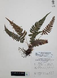 Blechnum glandulosum image