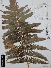 Woodwardia spinulosa image