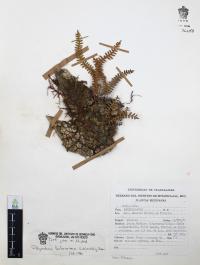 Polypodium furfuraceum image