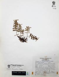 Pleopeltis thyssanolepis image