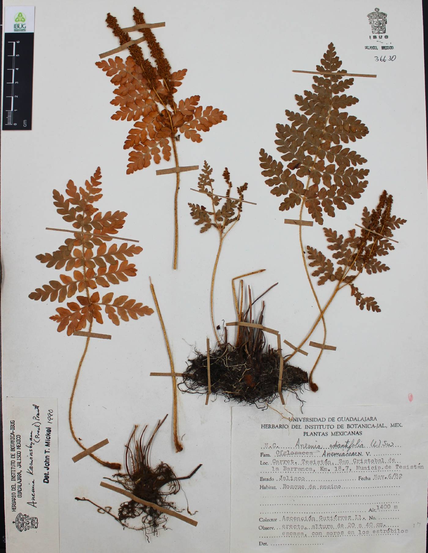 Anemia karwinskyana image