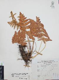 Anemia karwinskyana image
