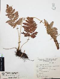 Anemia karwinskyana image