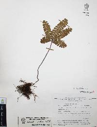 Adiantum patens image