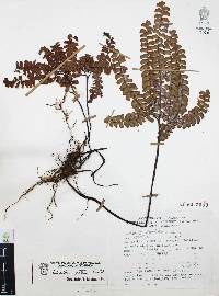 Adiantum patens image