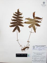 Polypodium arcanum image