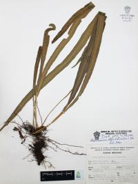 Campyloneurum angustifolium image