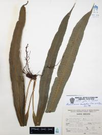 Campyloneurum amphostenon image