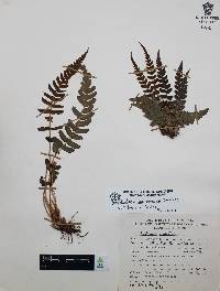 Blechnum glandulosum image