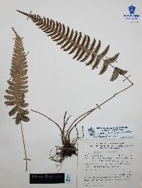 Blechnum glandulosum image
