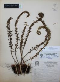 Polypodium furfuraceum image