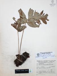 Phlebodium areolatum image