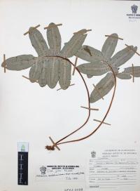 Phlebodium areolatum image