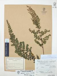 Adiantum concinnum image