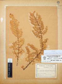 Adiantum concinnum image