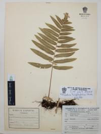 Polypodium subpetiolatum image