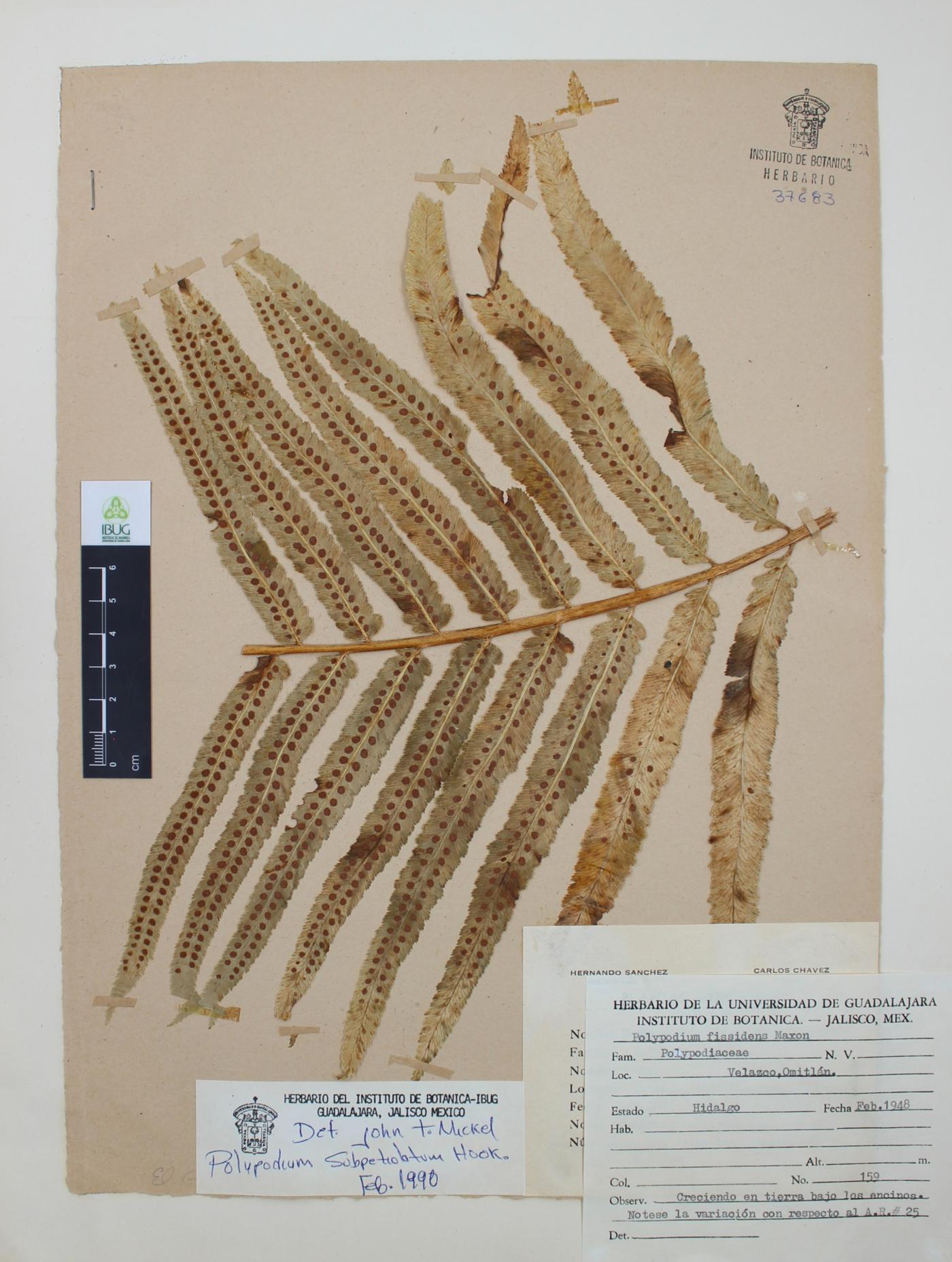 Polypodium subpetiolatum image