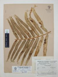 Polypodium subpetiolatum image