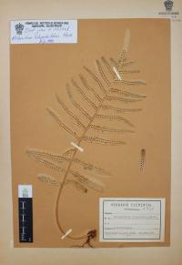 Polypodium subpetiolatum image